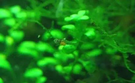 血脉奋“斗”历程--国斗繁殖实录(1)生命的起源