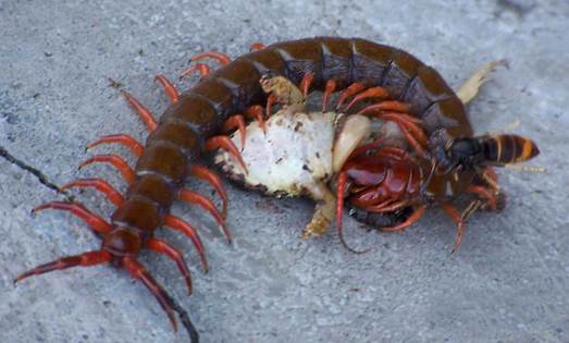 古代最邪恶的“苗疆八大巫蛊术”,这个皇帝就是因他家破国亡