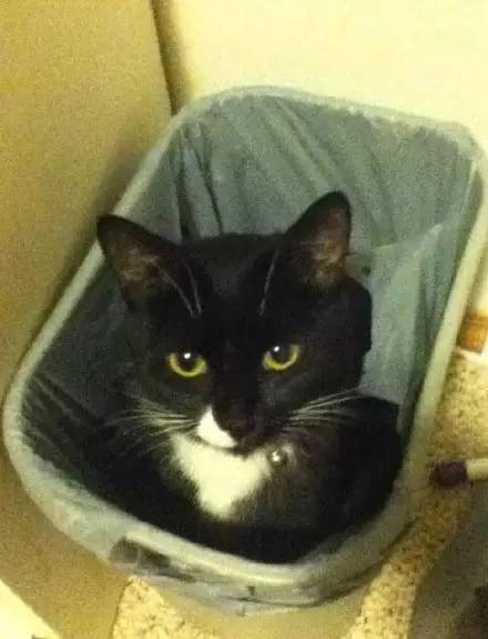 猫突然不见了该怎么办,早上喂猫发现猫不见了