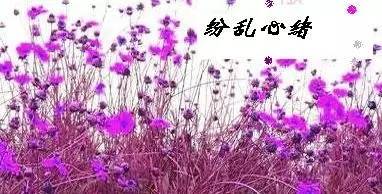 山有木兮木有枝什么意思,山有木兮心悦君兮君不知抖音版