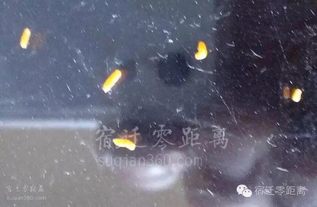 桑葚里爬出虫子,桑葚放大里面有虫子