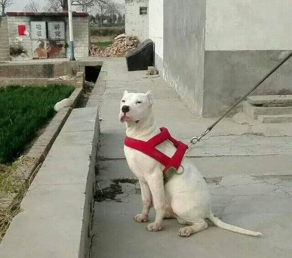 杜高犬现在猛犬排名第几,杜高犬世界十大恶犬第一名