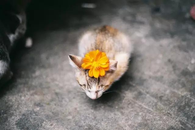 张小娴爱情时光,张小娴所有的相遇