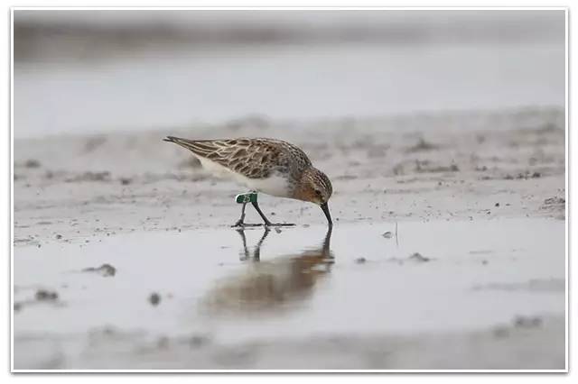 以观鸟为事业，多美好的匠人！||朋友日