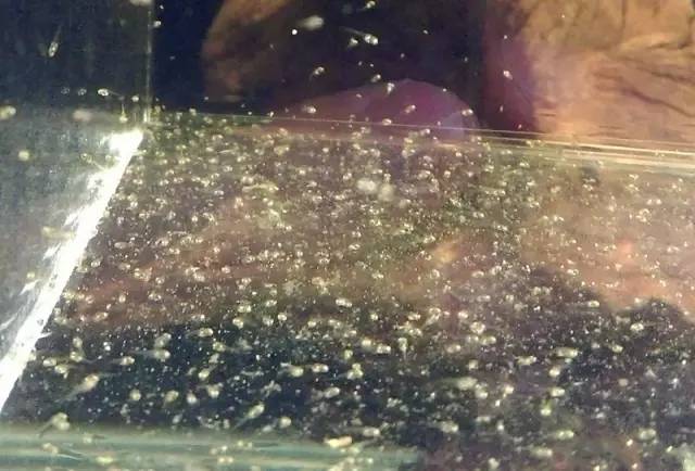 血脉奋“斗”历程--国斗繁殖实录(1)生命的起源