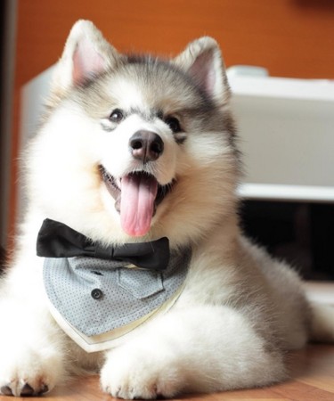 终点就在眼前！懒懒哈士奇却用“毛毛虫蠕动法”过去