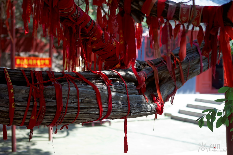 为什么古树都要拴红绳,往古树上拴红绳什么意思