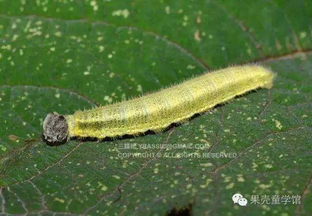 带小孩出去玩要小心一些什么虫,虫子带孩子去哪里玩比较好