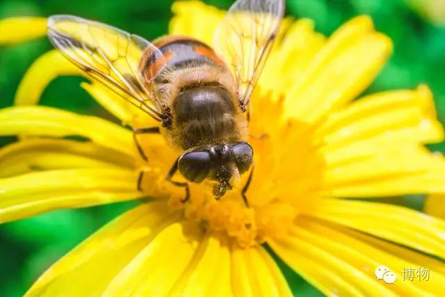 傻傻分不清楚的昆虫界cosplay