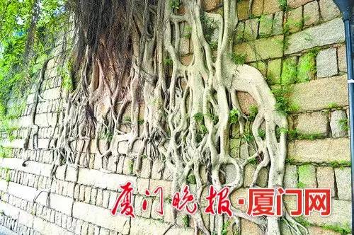 厦门的榕树是什么样的,厦门为啥这么多榕树