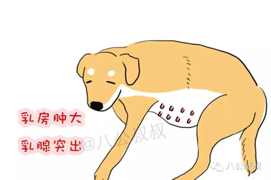 狗狗又要当妈妈了,狗狗第一次当妈妈了