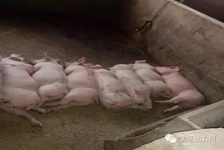 仔猪拉稀灰色的粪便怎么治疗,仔猪拉稀粪便恶臭