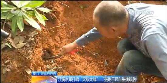 厦门“人蚁大战”！汀溪水库掘地三尺生擒食指粗的白蚁蚁后，这场面简直