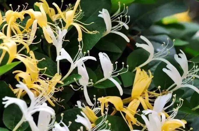 扩散丨清明扫墓，见到这种花千万不要摘，是毒药之王！