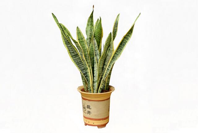 现在季节养哪些观叶观花的植物,室内水培观叶植物100种名字