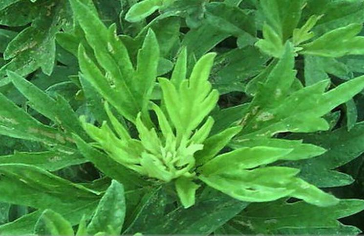 端午插艾蒿的风俗,端午插艾草的习俗怎么来的