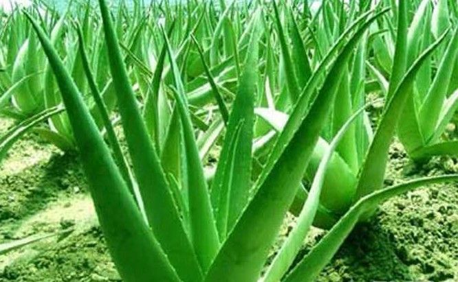 孕妈妈应该避免吃的食物,孕妈咪要远离的食物