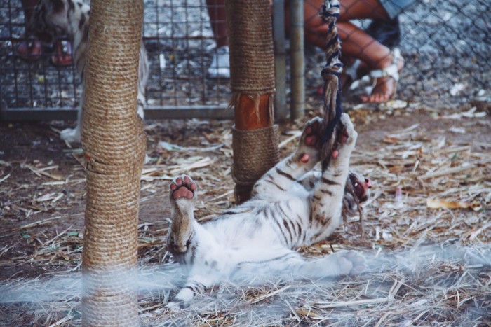 毛里求斯旅游计划,毛里求斯岛旅游