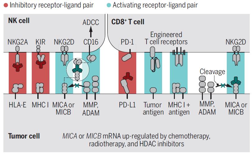 细胞免疫治疗癌症重大突破,science最新研究突破