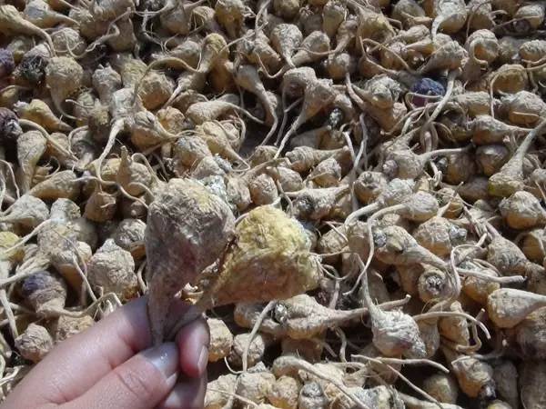 丽江玛咖是最好的吗,云南丽江玛咖哪个是正宗的