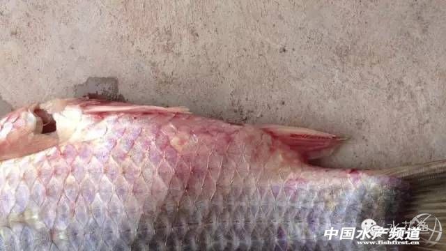 鲫鱼出血病最佳治疗方法,鲫鱼出血病由什么引起