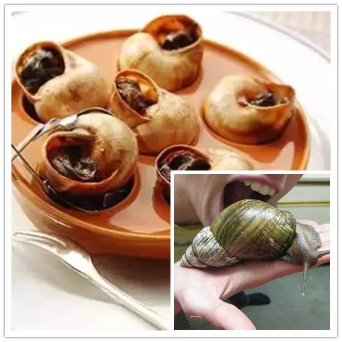 海淘天价蚂蚁｜万一被咬剧烈疼痛，就像赤脚走在火炭上、铁钉扎入脚后跟！