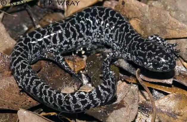 养蝾螈需注意什么哪种蝾螈最好养,观赏蝾螈怎么养才能养活