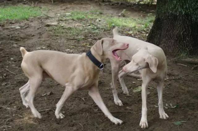 极品丁香色陨石边牧图片,陨石色边牧为什么不建议养