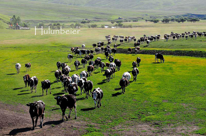 呼伦贝尔拍照攻略,呼伦贝尔美景拍照