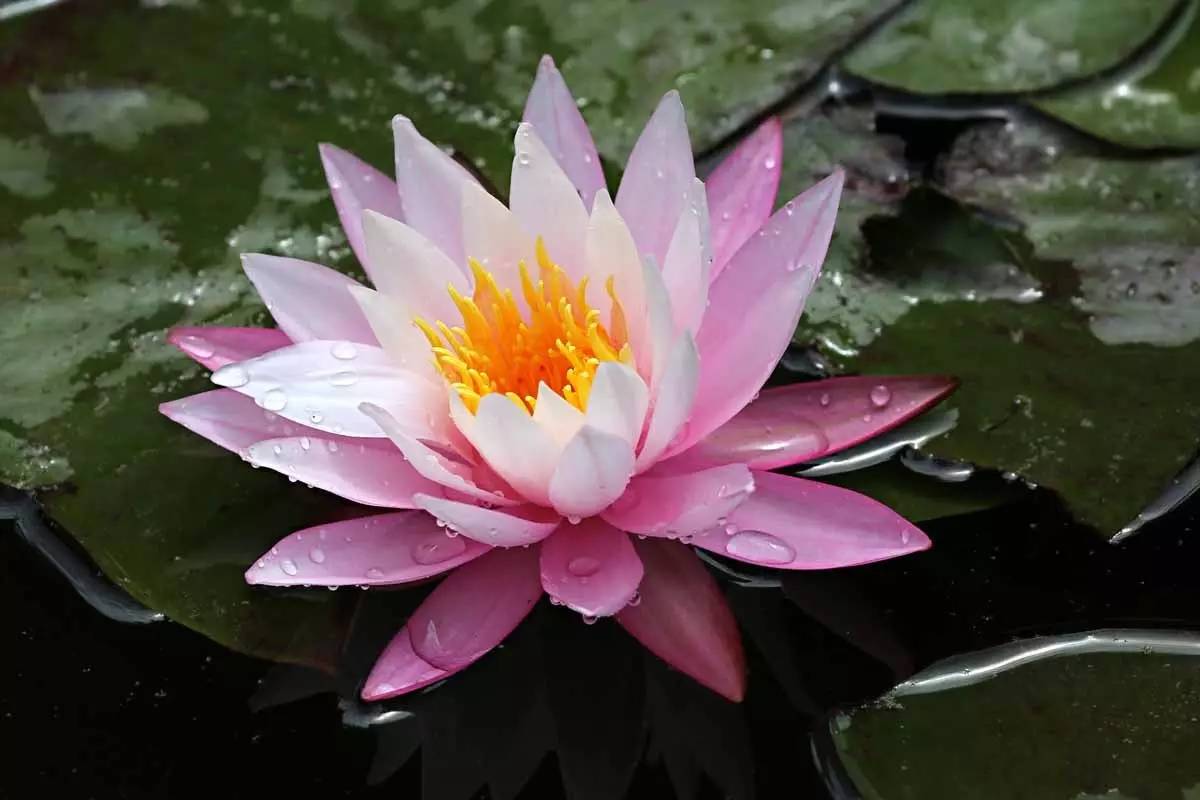 睡莲和荷花的区别在哪,睡莲与荷花有什么区别和联系