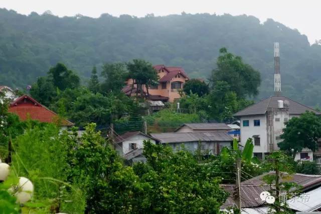 老挝古树茶价格表,老挝古树茶属于什么档次的茶叶