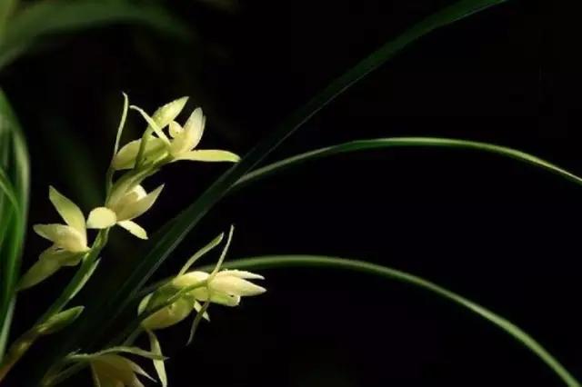 颜强白岩松,颜强