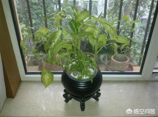 水培盆栽植物栽种方法视频,水培盆怎么种植绿植