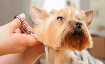 给宠物剪毛注意事项,给宠物剪毛怎么才能剪平整