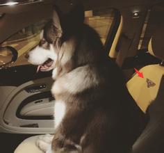 世界上唯一一只最乖的哈士奇,世界上最好的哈士奇是哪种