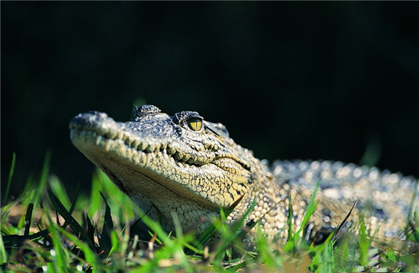 盘点鳄鱼的六大天敌都有哪个,盘点鳄鱼的十大天敌