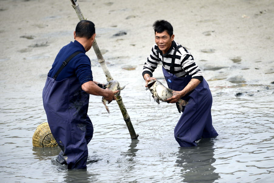 云霄海鲜美食节，干塘激情上演“浑水摸鱼”，女人免费摸