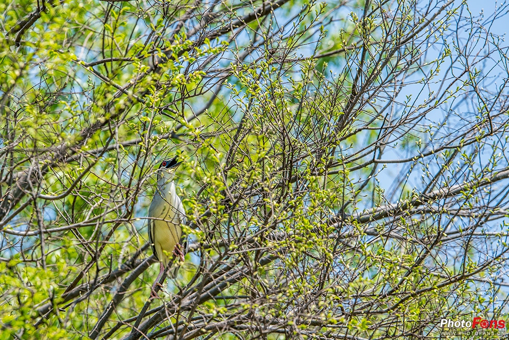 尼康180-400定焦镜头评测,尼康超长焦100-400和180-600