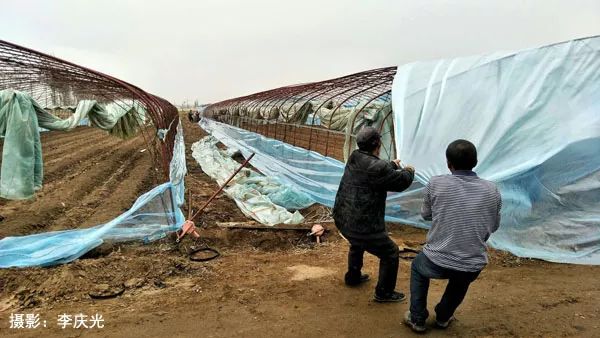 天下第一菜的西瓜视频,天下第一瓜只有在磴口能吃上