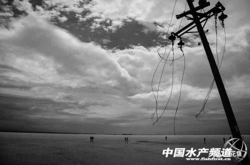 养殖池塘水体浑浊会导致缺氧吗,养殖池塘缺氧有哪几种原因