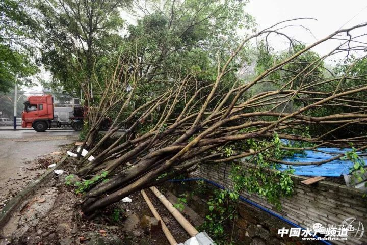 养殖池塘水体浑浊会导致缺氧吗,养殖池塘缺氧有哪几种原因