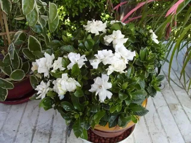 栀子花“噼里啪啦”掉花苞？2个原因，分开治，养一盆开花爆一盆