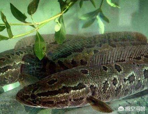 养黑鱼一亩放1000条一年多少利润,养黑鱼一亩田纯利润能赚多少钱