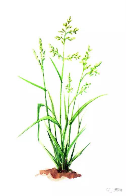 足球场草坪最好的,足球场的草坪是一般的草坪吗