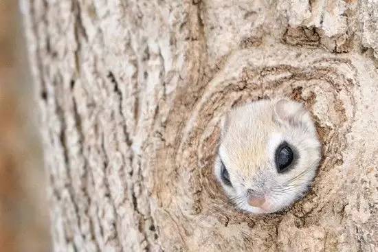 俄罗斯飞鼠大全,俄罗斯的小飞鼠