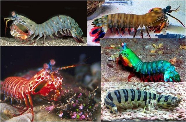 皮皮虾是哪来的和平精英,皮皮虾特性