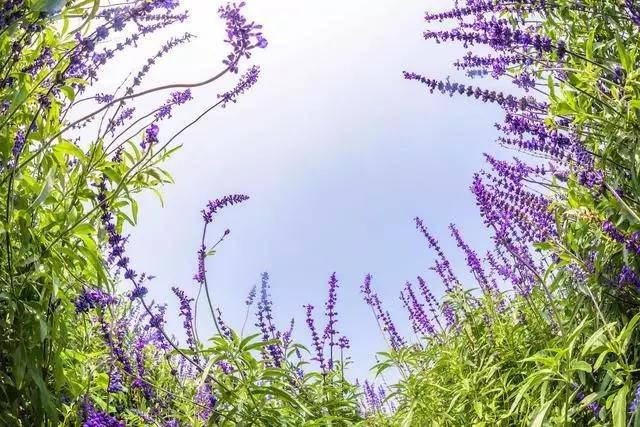 这些镜头里的花，让我瞬间变“花痴”