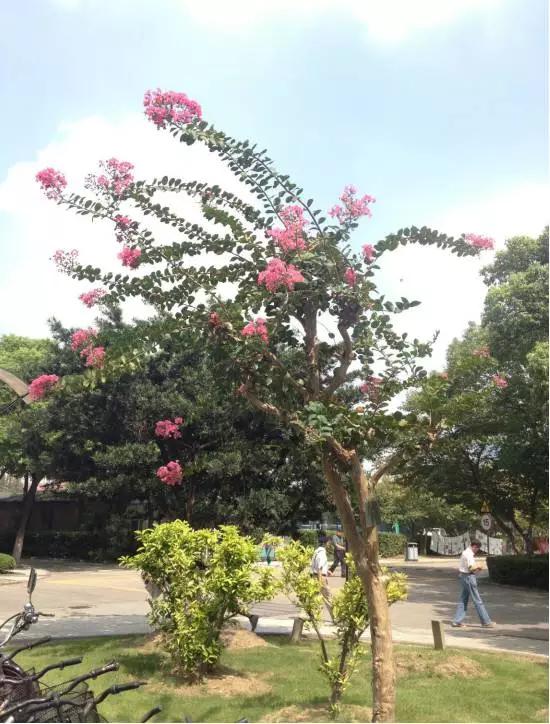 紫薇又叫痒痒树,千年红皮紫薇树