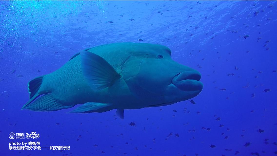 帕劳攻略,帕劳自由行全攻略
