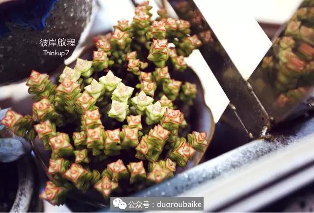 肉肉养在露台夏季要遮阳吗,露养夏天也不遮阳吗